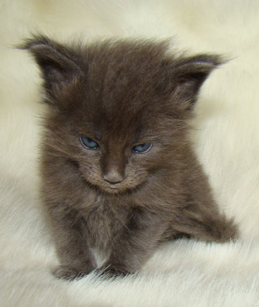 ���� ��� ������� ��������� Catsvill County!  ���� ����! ������ ������ ���� ���! ���� ��� ������ ������ � ����� ����!!! �������� ���� ����� Catsvill County +7-926-544-74-09  ���� ��� �������� ������. ���� ��� ������, ���� ��� �������, ���� ��� ������,  ���� ��� ����, ���� ��� ��������, ���� ����,  ������ ������ ���� ���,  ������ ����-����, ����� ������� ������ �����, ����� ����� ������!